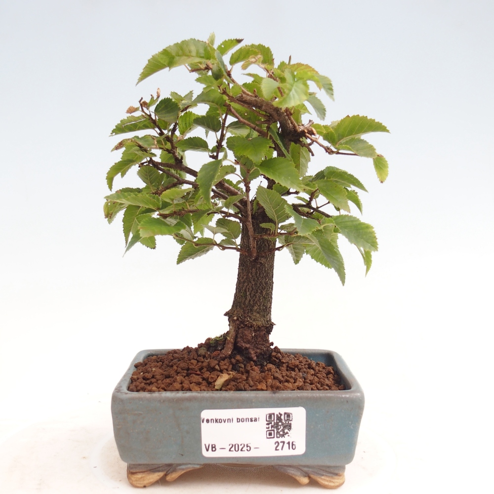 Venkovní bonsai -Carpinus CARPINOIDES - Habr korejský