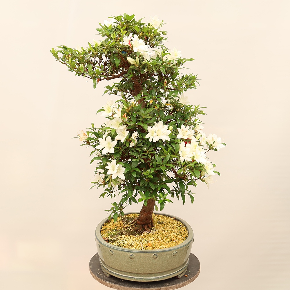 Venkovní bonsai - Japonská azalka - Azalea Chihiro