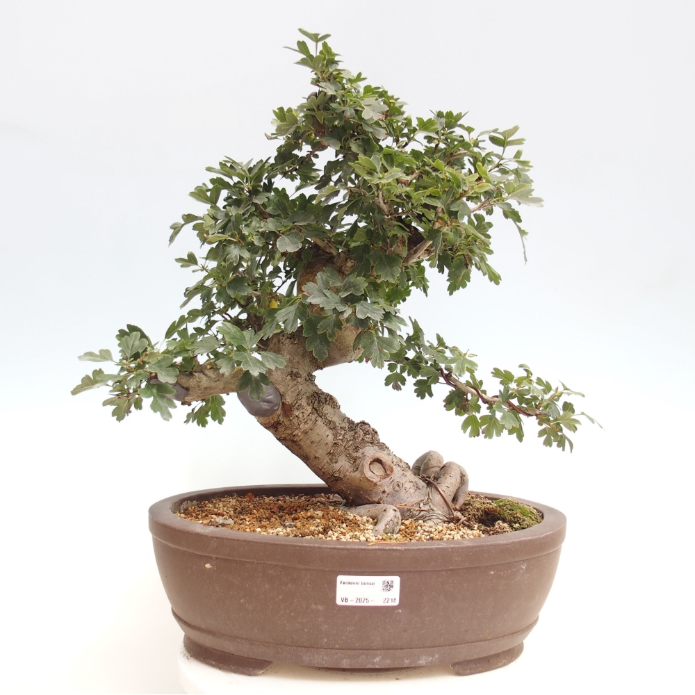 Venkovní bonsai - Hloh  růžový plnokvětý - Crataegus 