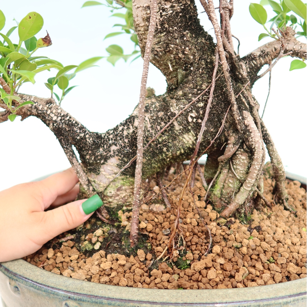 Pokojová bonsai - Ficus kimmen -  malolistý fíkus