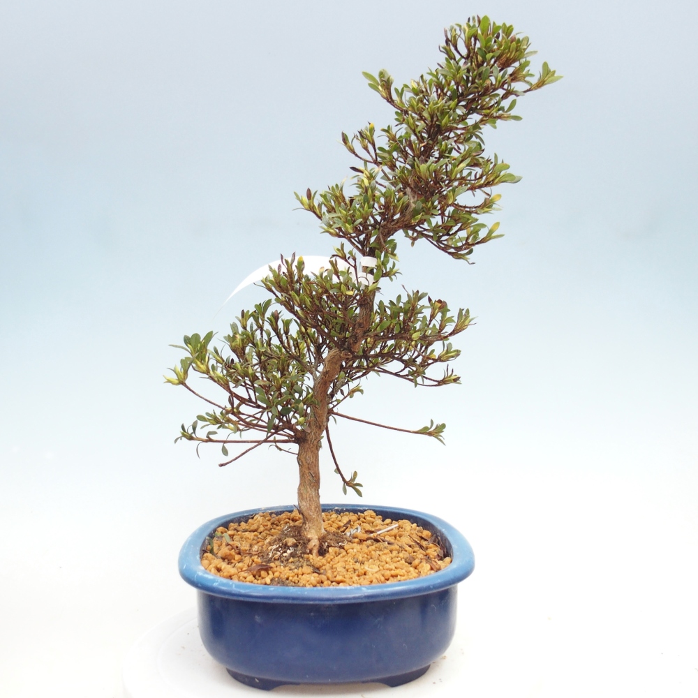 Venkovní bonsai - Japonská azalka - Azalea Nikko