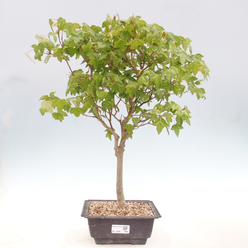 Venkovní bonsai - Acer Buergerianum - Javor Burgerův