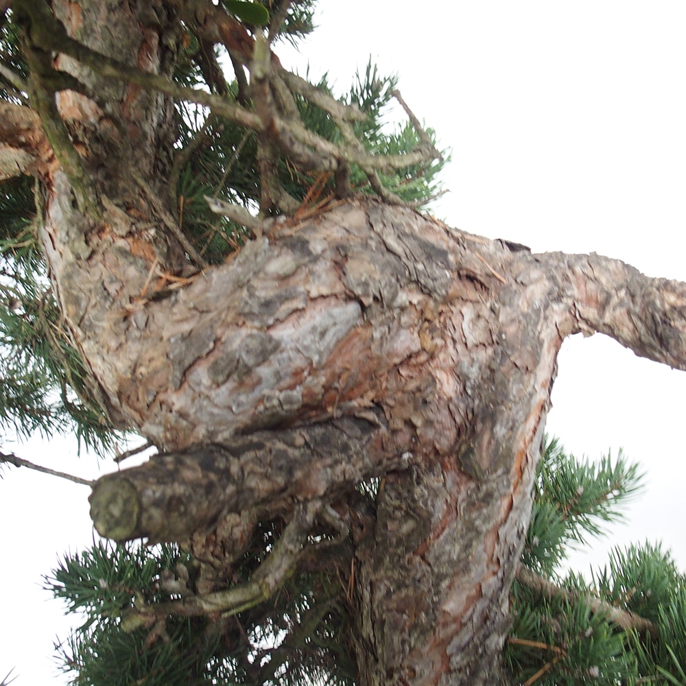 Yamadori - Pinus sylvestris - Borovice lesní - Španělsko