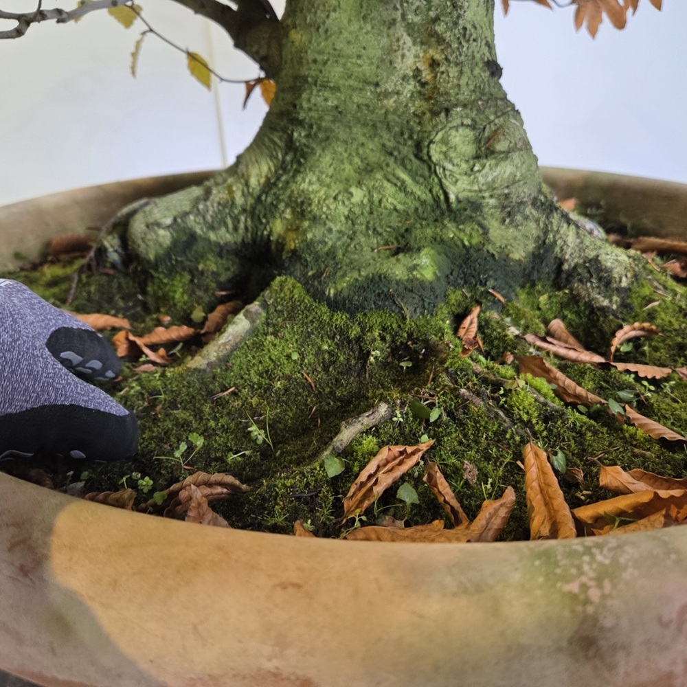 Venkovní bonsai - Fagus crenata