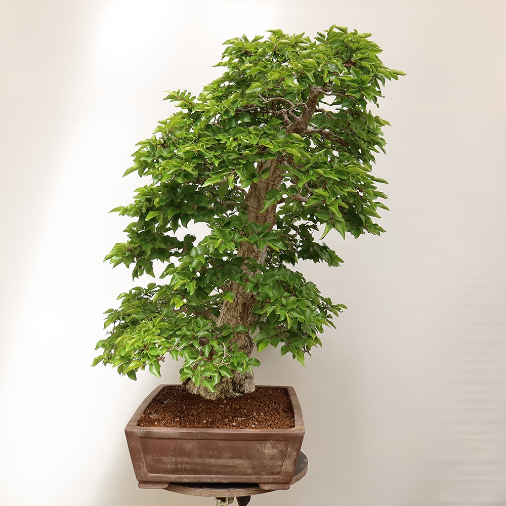Venkovní bonsai -Carpinus Coreana - Habr korejský