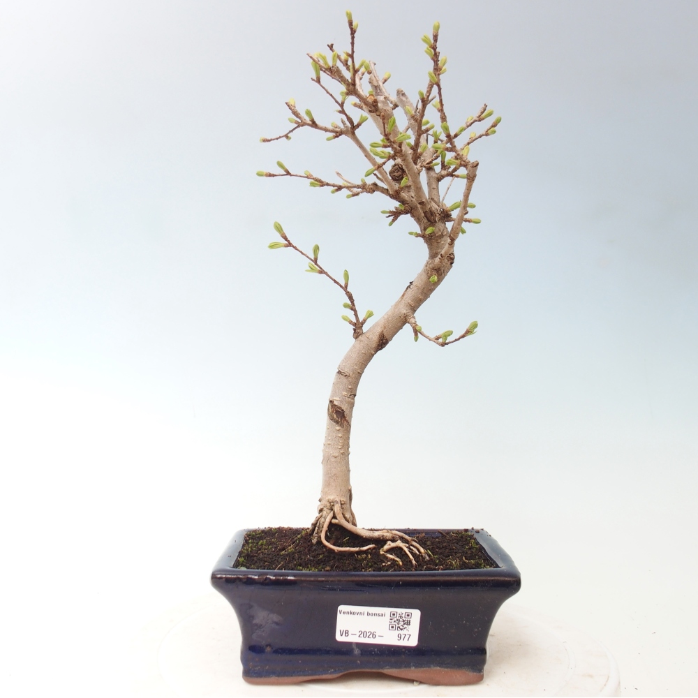 Venkovní bonsai -Pseudolarix amabis-Pamodřín