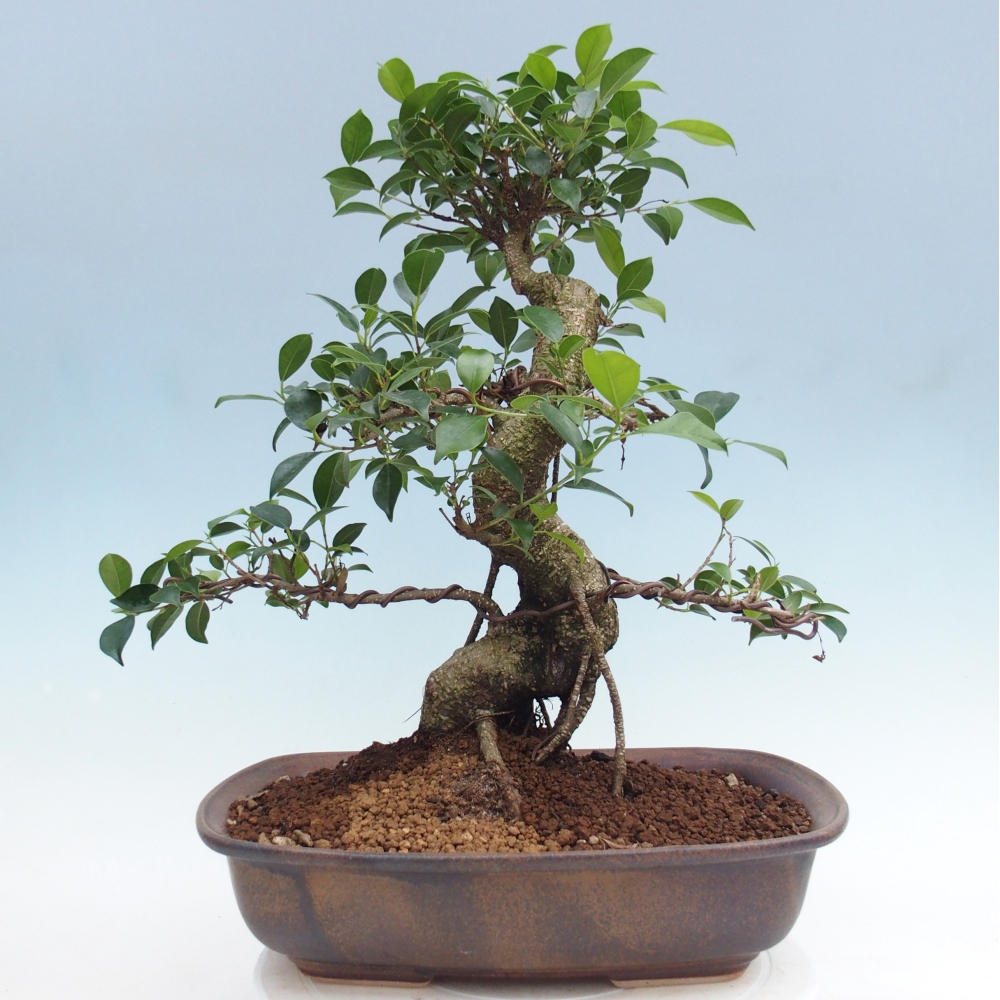 Pokojová bonsai - Ficus retusa -  malolistý fíkus