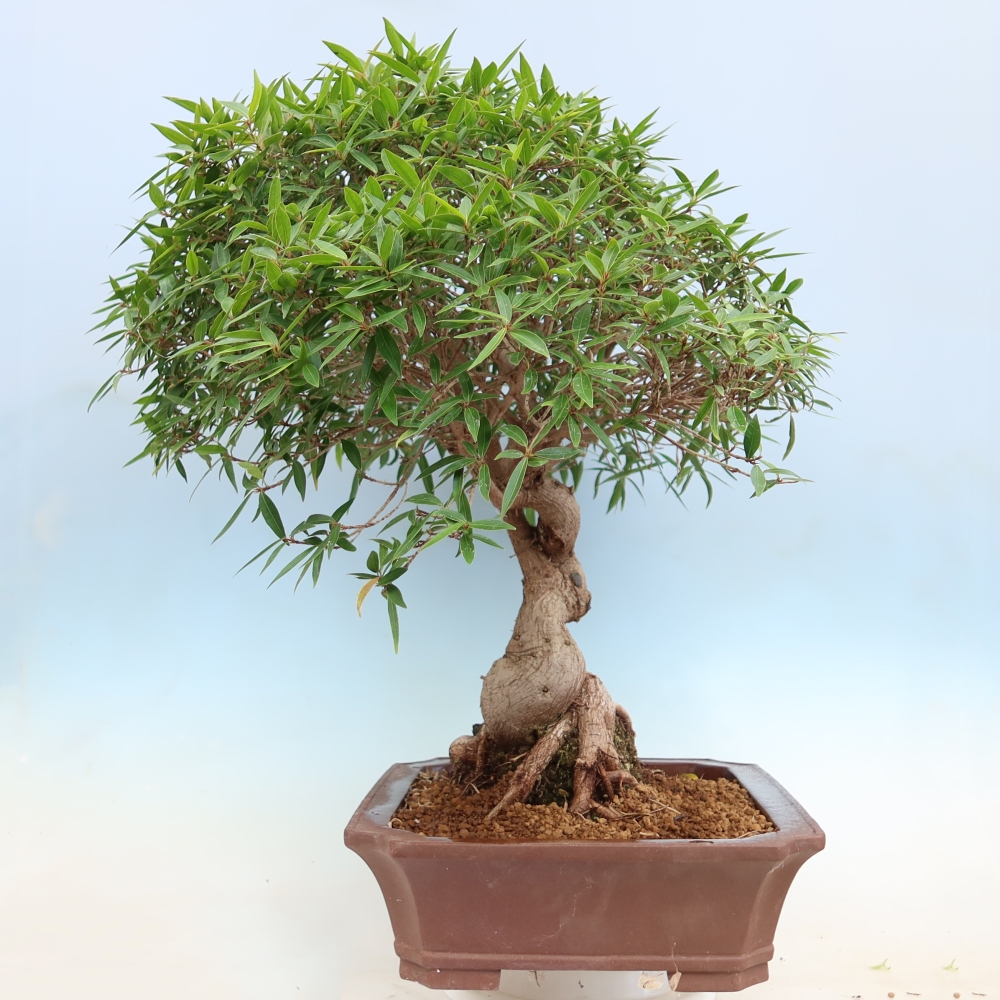 Pokojová bonsai - Ficus nerifolia -  malolistý fíkus