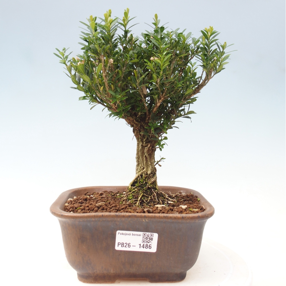 Pokojová bonsai - Buxus harlandii - korkový buxus