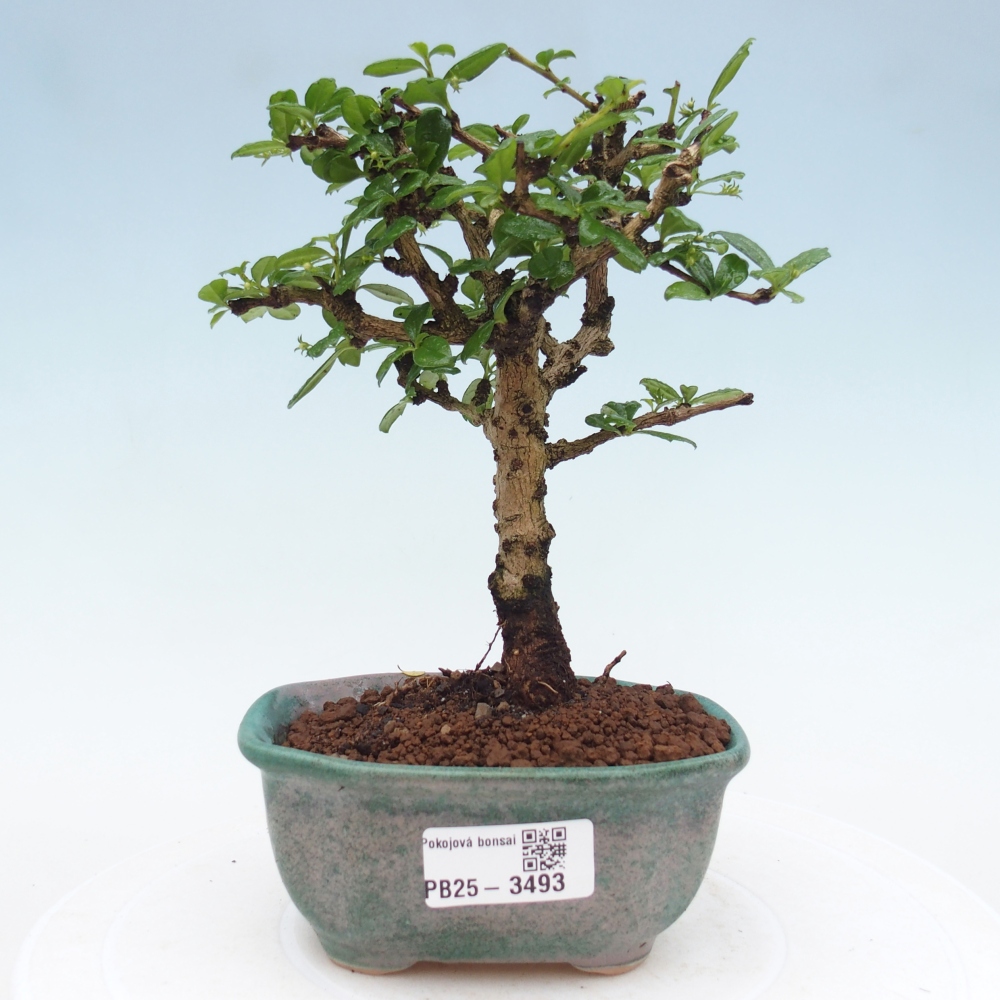 Pokojová bonsai - Carmona macrophylla - Čaj fuki