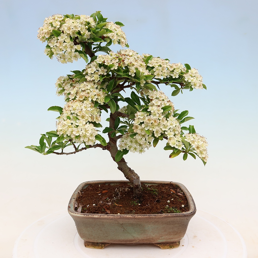Venkovní bonsai - Pyracantha teton - Hlohyně šarlatová