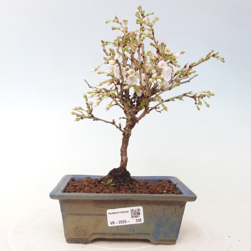 Venkovní bonsai - Prunus incisa Kojou-no mai-Slivoň vyříznutá