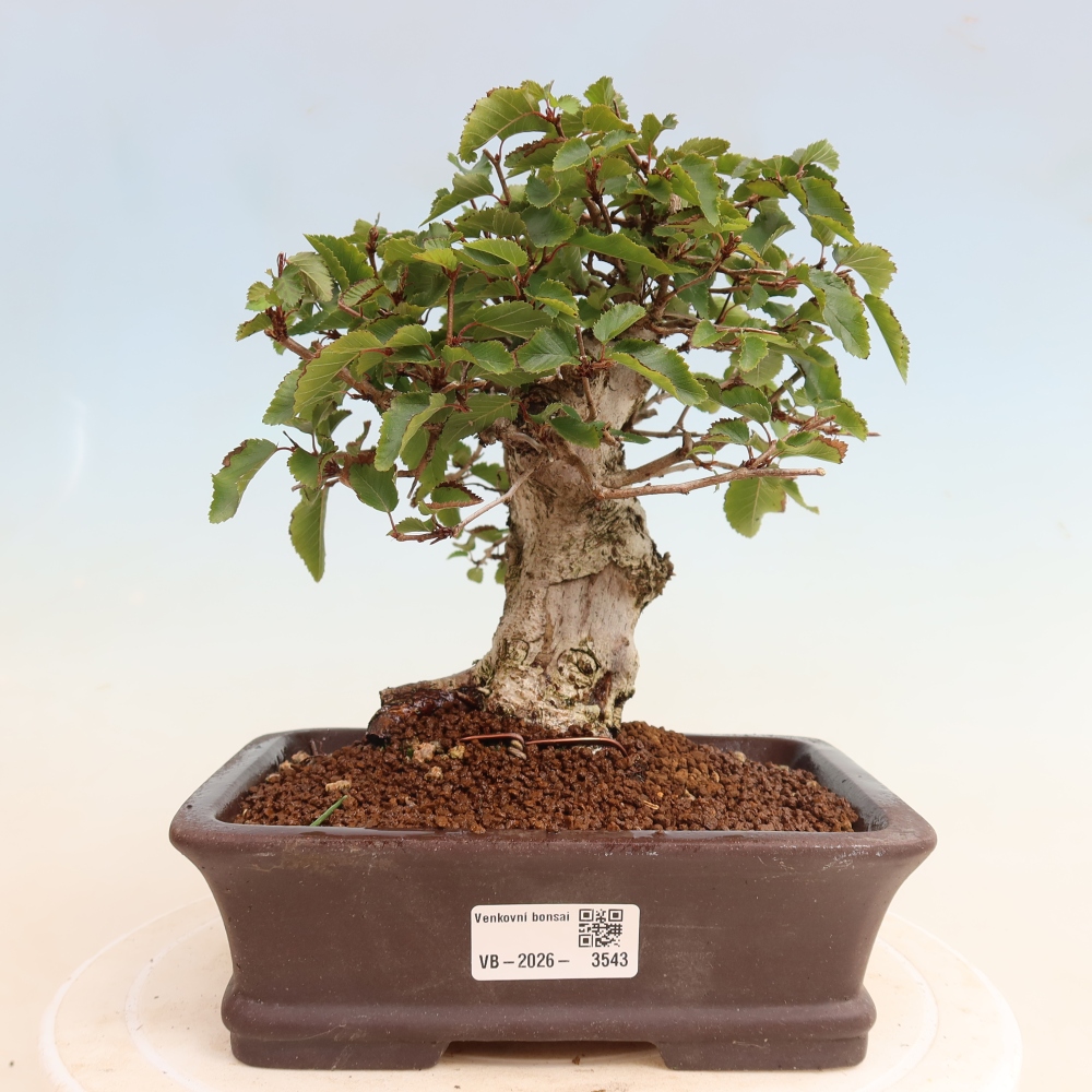 Venkovní bonsai -Carpinus CARPINOIDES - Habr korejský