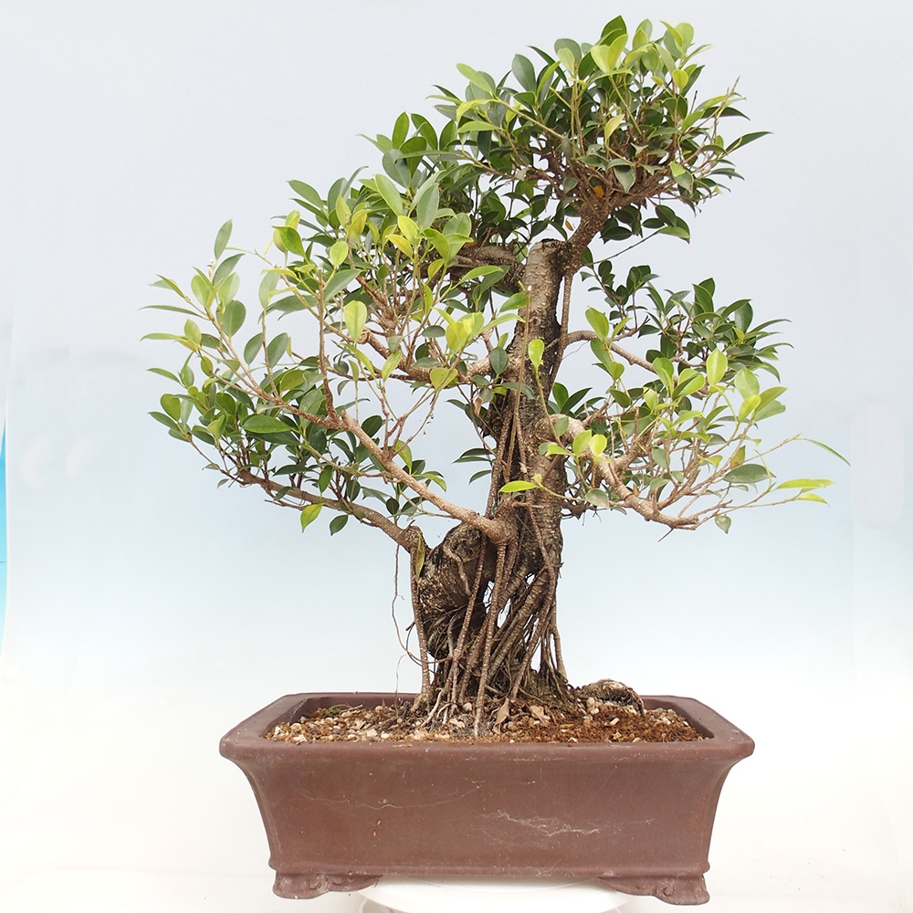 Pokojová bonsai - Ficus kimmen -  malolistý fíkus - POUZE OSOBNÍ ODBĚR nebo paletová přeprava