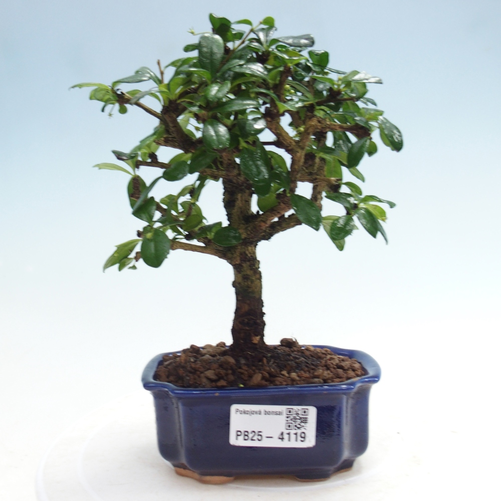 Pokojová bonsai - Carmona macrophylla - Čaj fuki