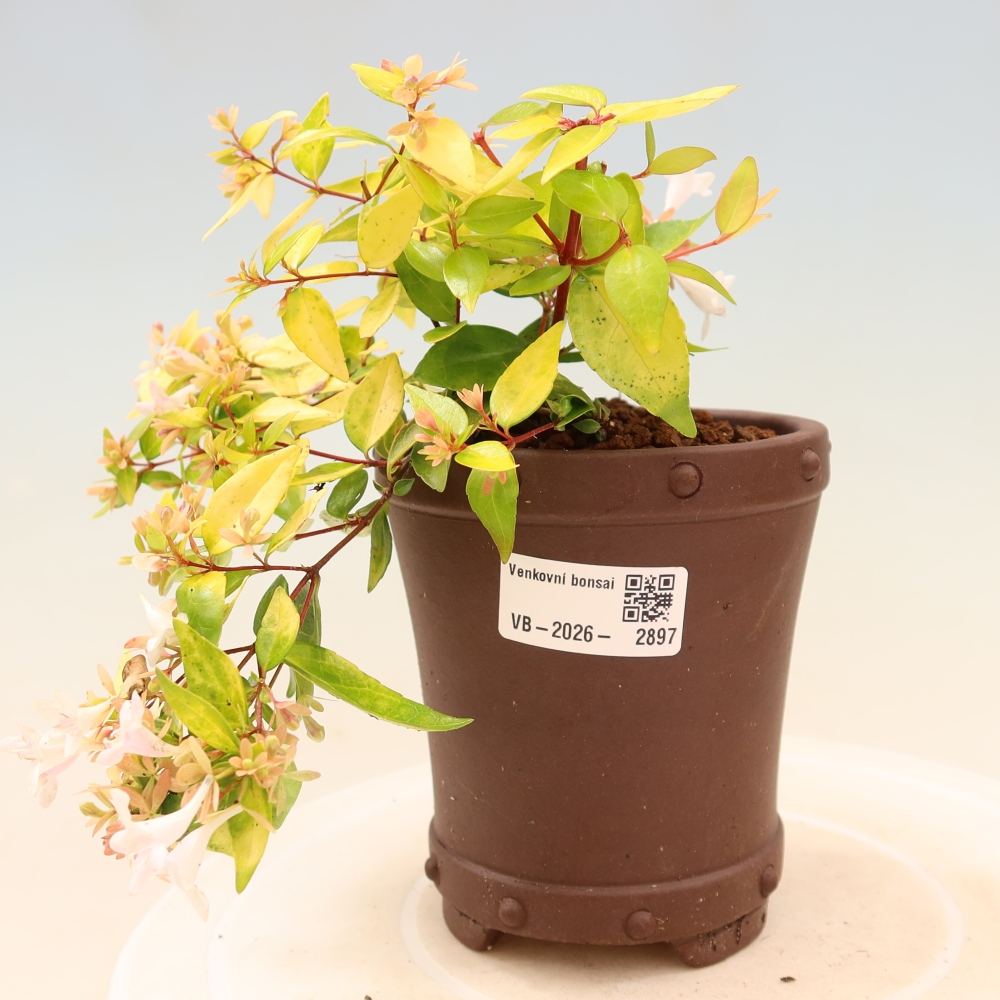 Venkovní bonsai - Abelia gr. Kleidoscope - Abélie velkokvětá