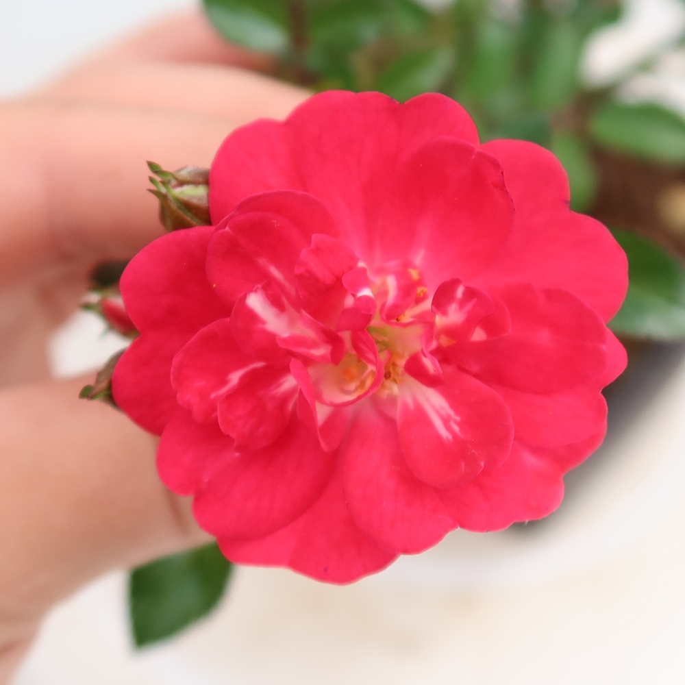 Venkovní bonsai - Rosa Kordes -  růže