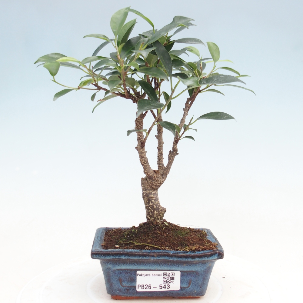 Pokojová bonsai Ficus retusa kimmen