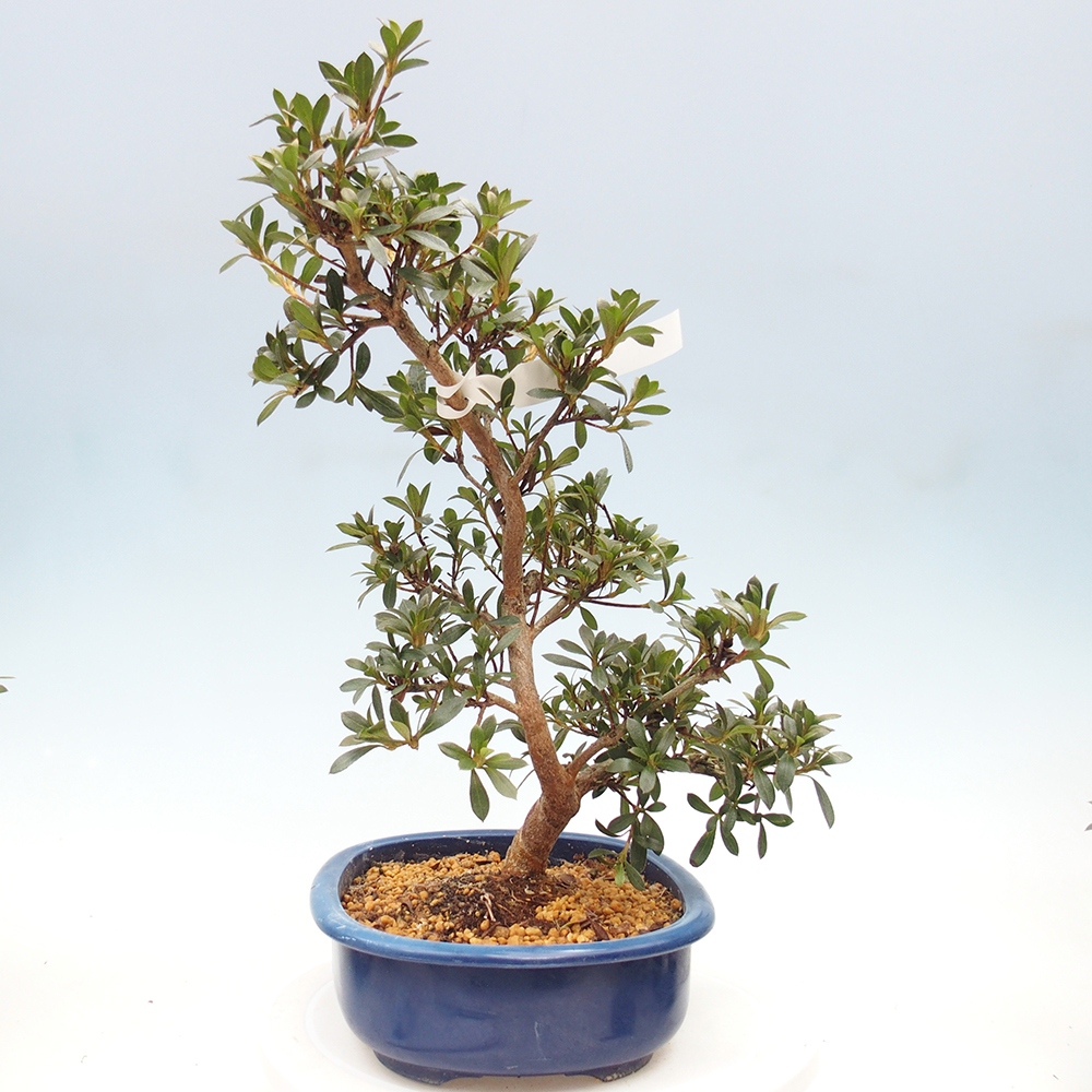 Venkovní bonsai - Japonská azalka - Azalea Reiko