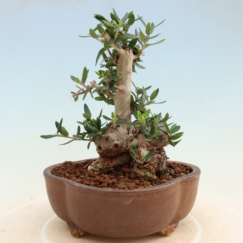 Pokojová bonsai - Olea europaea sylvestris -Oliva evropská drobnolistá