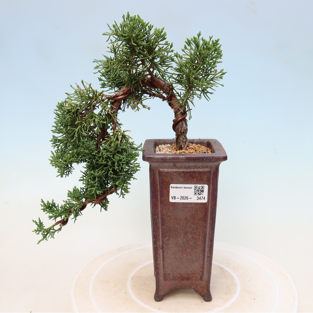 Venkovní bonsai - Juniperus chinensis Kishu -Jalovec čínský