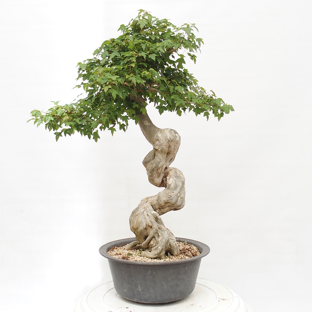 Venkovní bonsai - Acer Buergerianum - Javor Burgerův