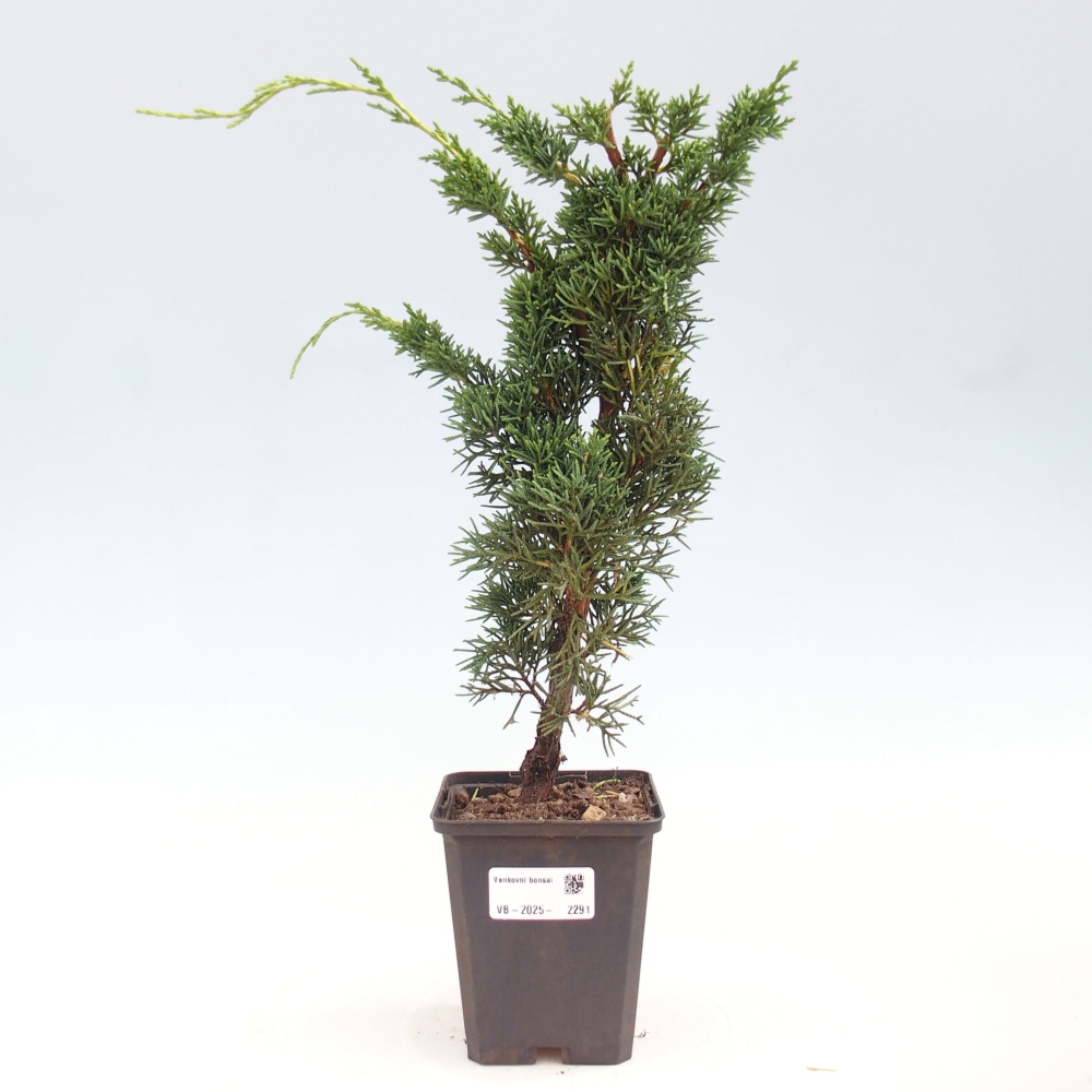 Venkovní bonsai - Juniperus chinensis Kishu -Jalovec čínský