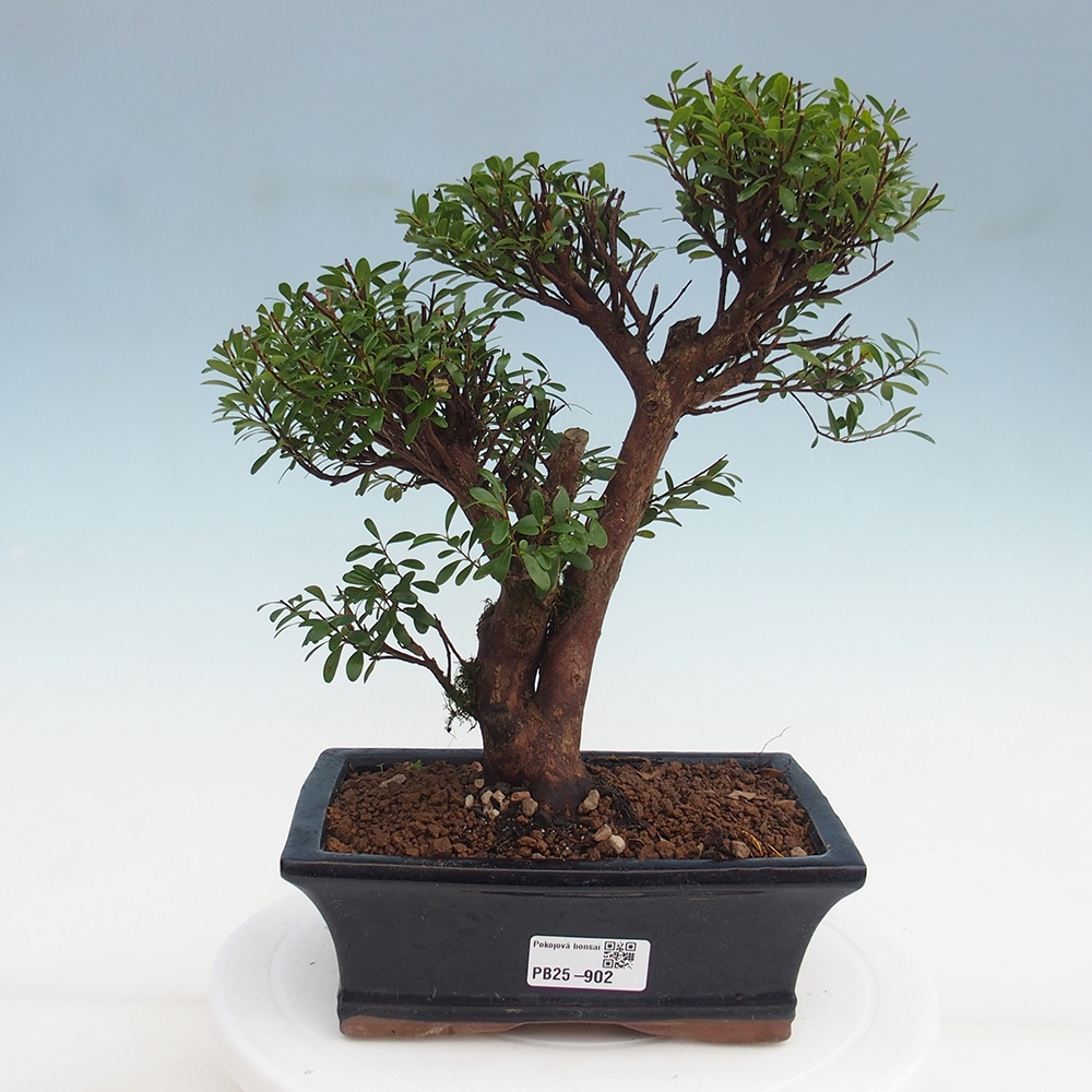 Pokojová bonsai - Syzygium - Pimentovník