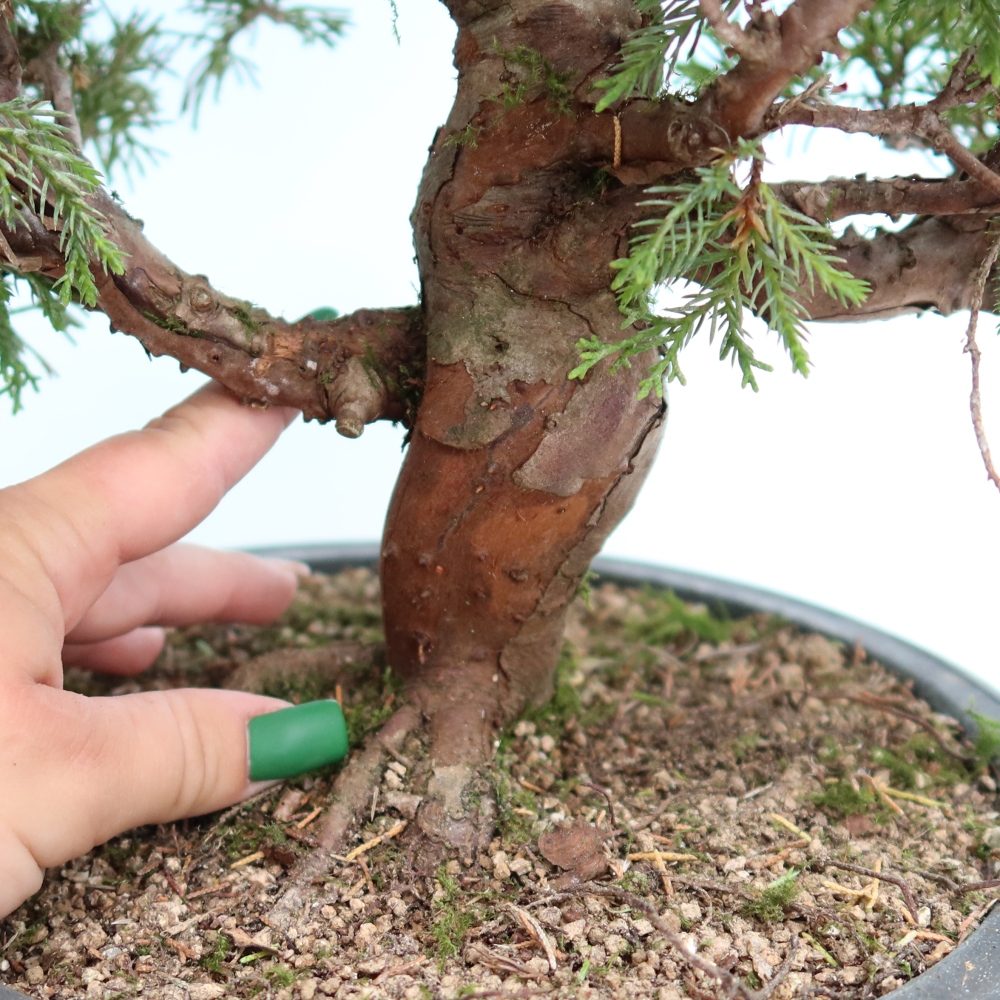 Venkovní bonsai - Juniperus chinensis Itoigawa-Jalovec čínský