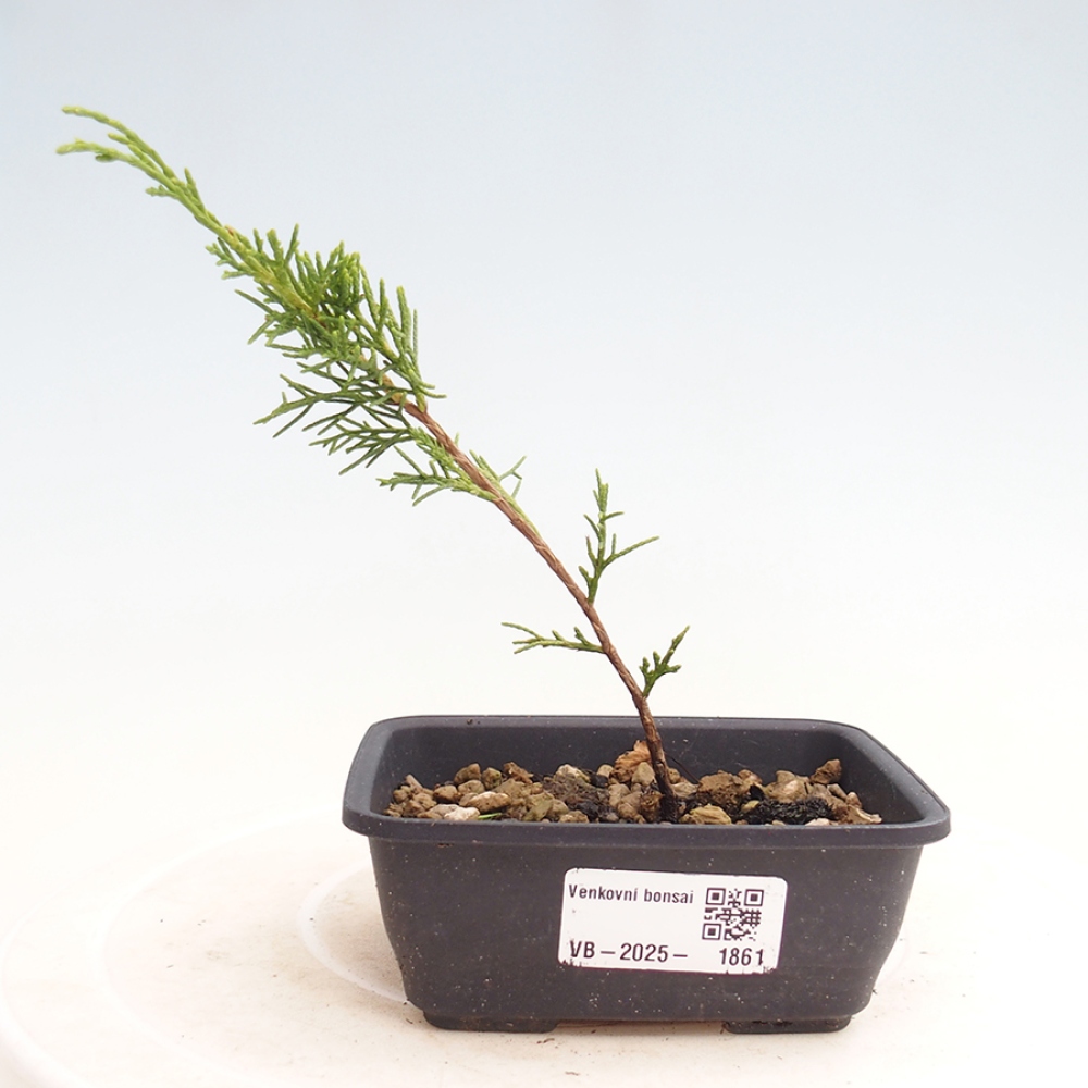 Venkovní bonsai - Juniperus chinensis Itoigawa -Jalovec čínský