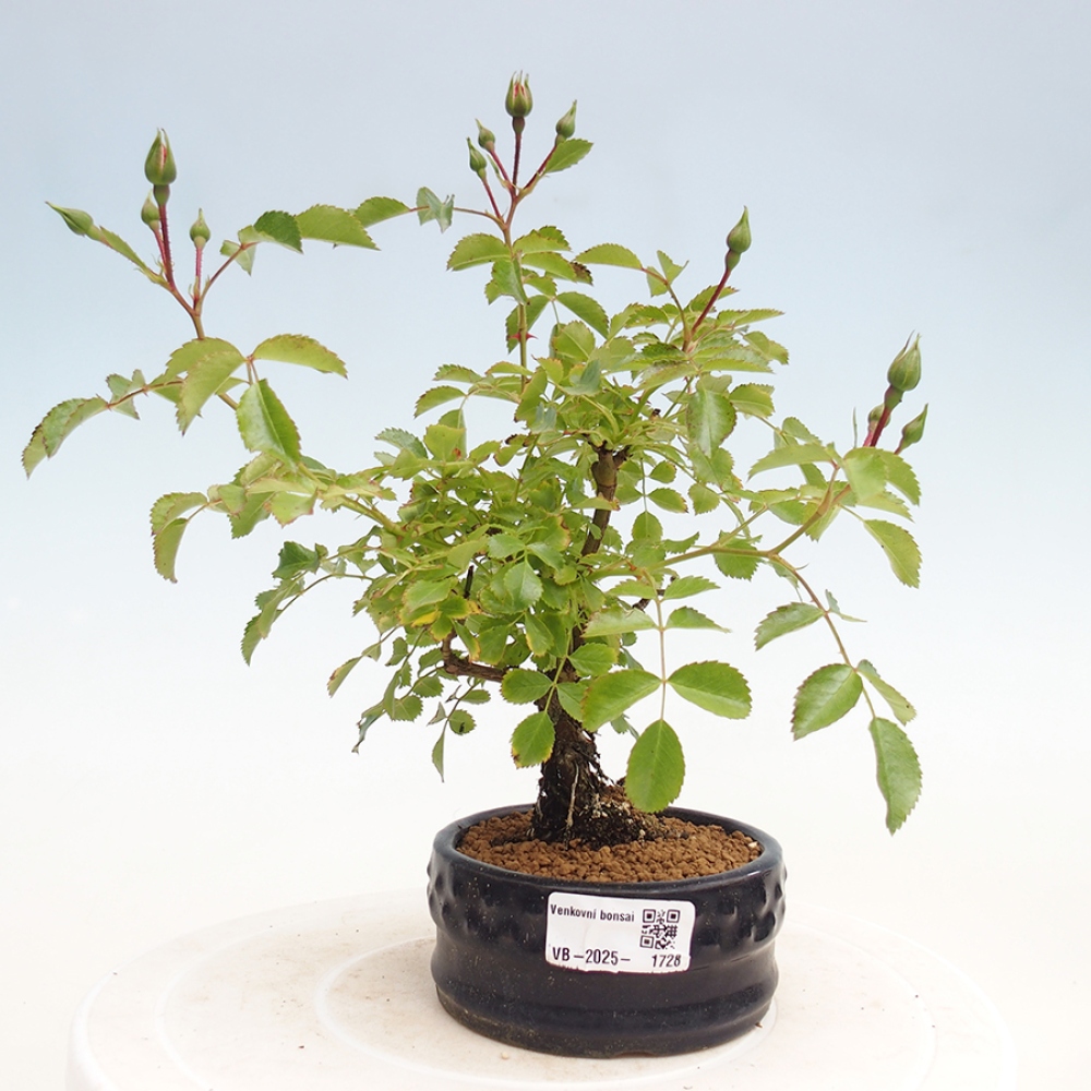 Venkovní bonsai - Rosa Kordes -  růže