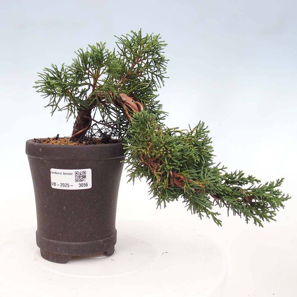 Venkovní bonsai - Juniperus chinensis Kishu -Jalovec čínský