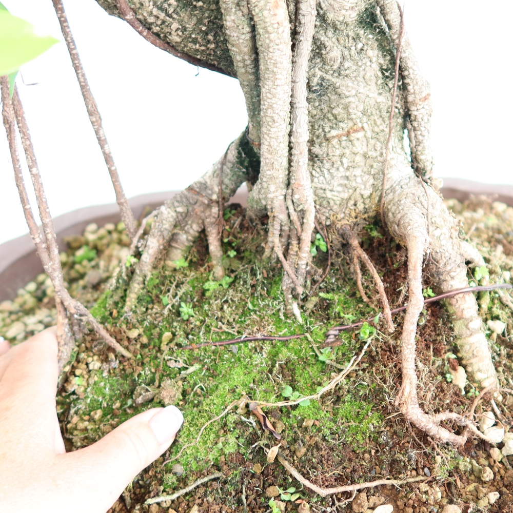 Pokojová bonsai - Ficus kimmen -  malolistý fíkus