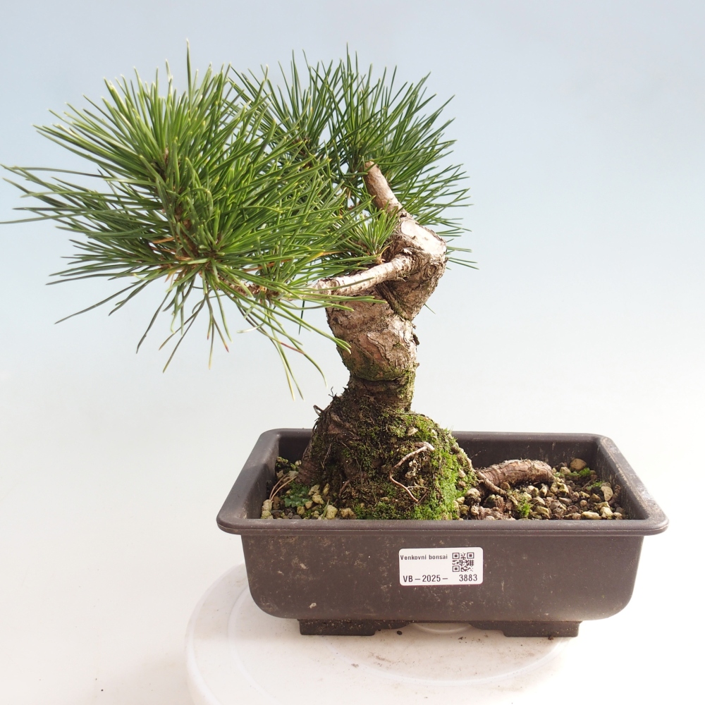 Venkovní bonsai - Pinus thunbergii - Borovice thunbergova
