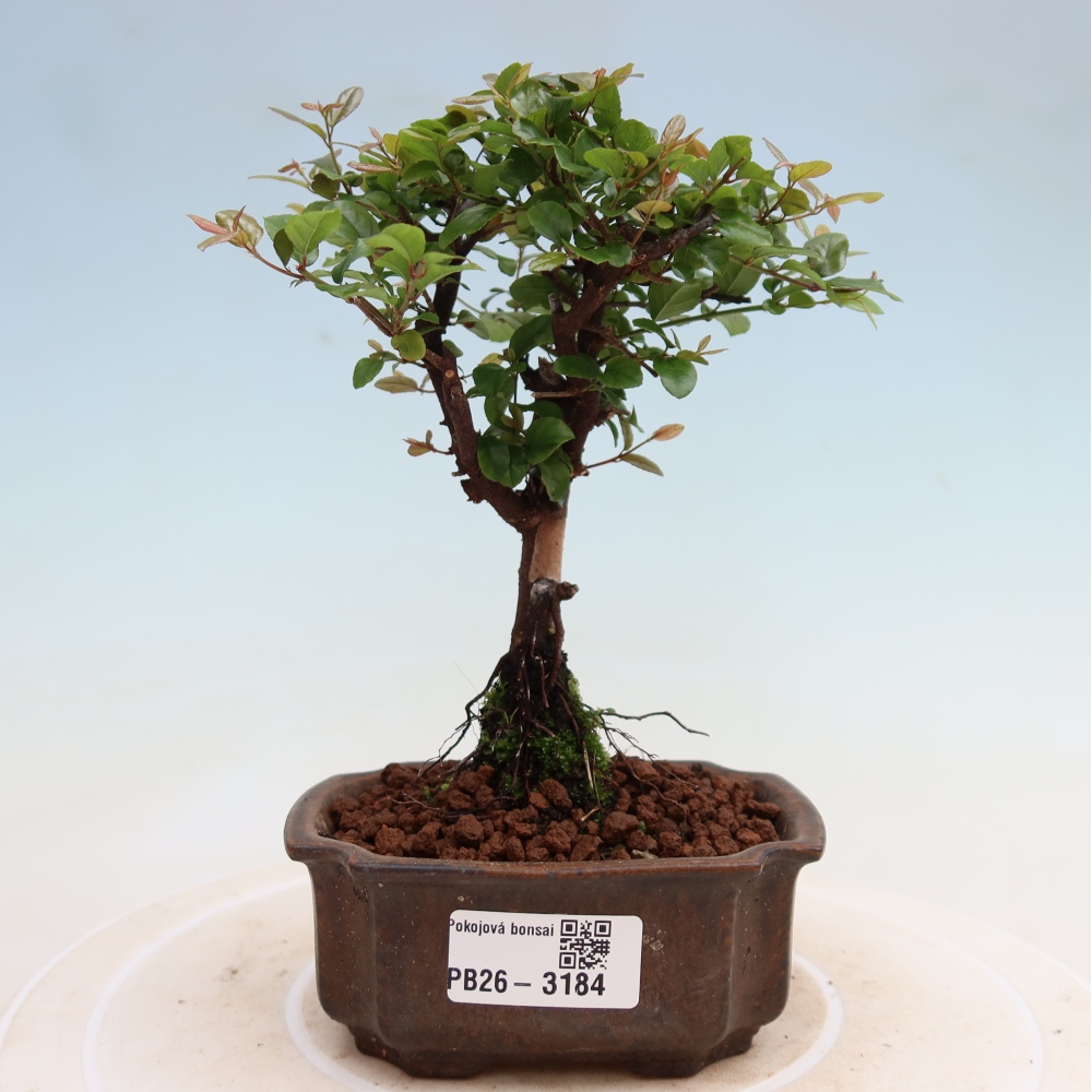Pokojová bonsai - Sagerécie thea - Sagerécie thea
