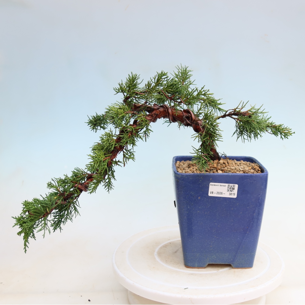 Venkovní bonsai - Juniperus chinensis Kishu -Jalovec čínský