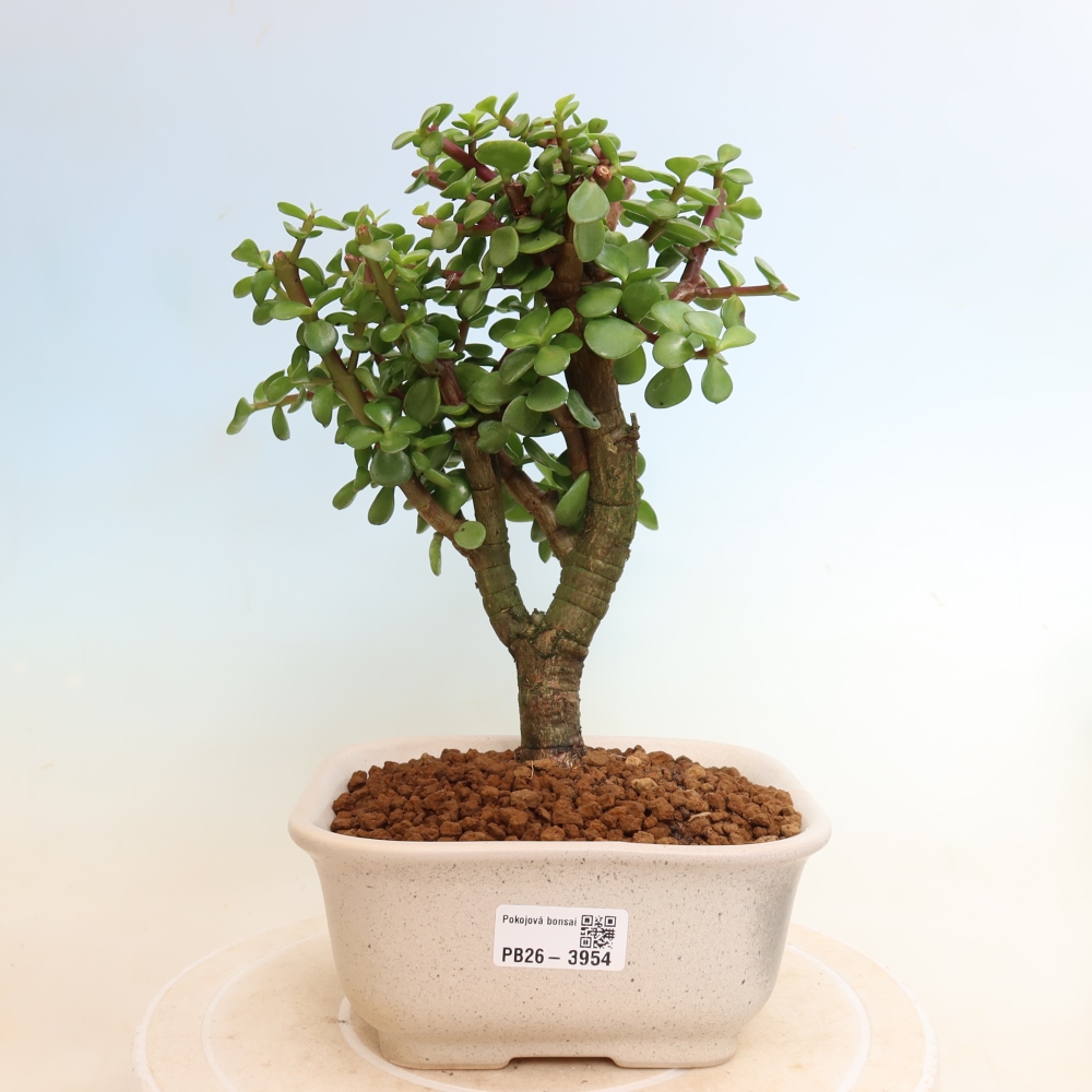 Pokojová bonsai - Portulakaria Afra - Tlustice