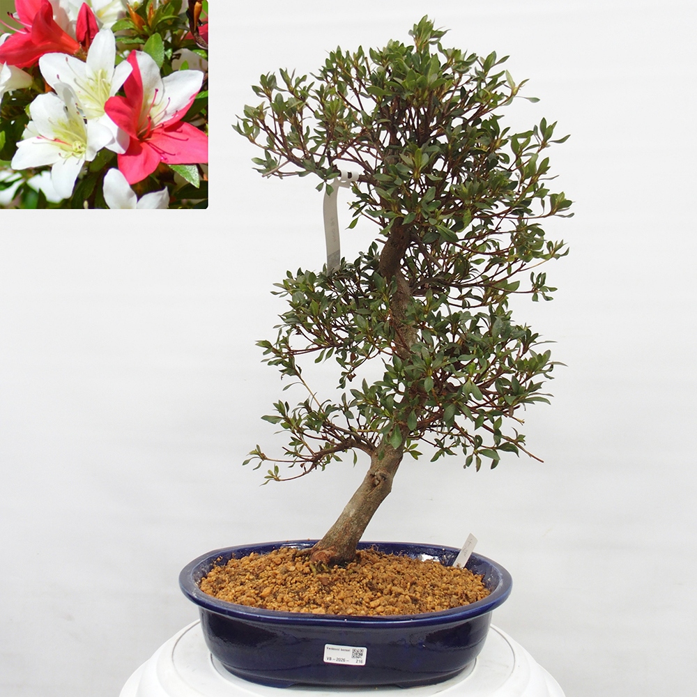 Venkovní bonsai - Japonská azalka - Azalea Chihiro