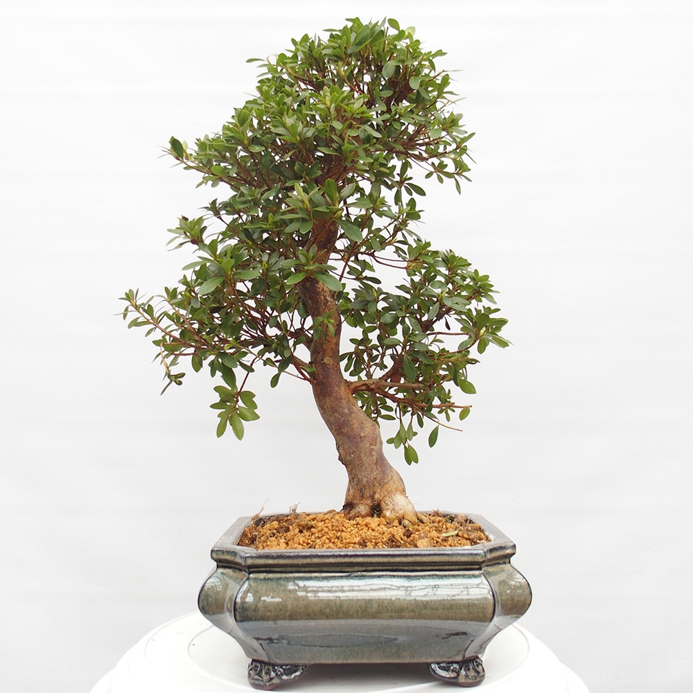 Venkovní bonsai - Japonská azalka - Azalea satsuki