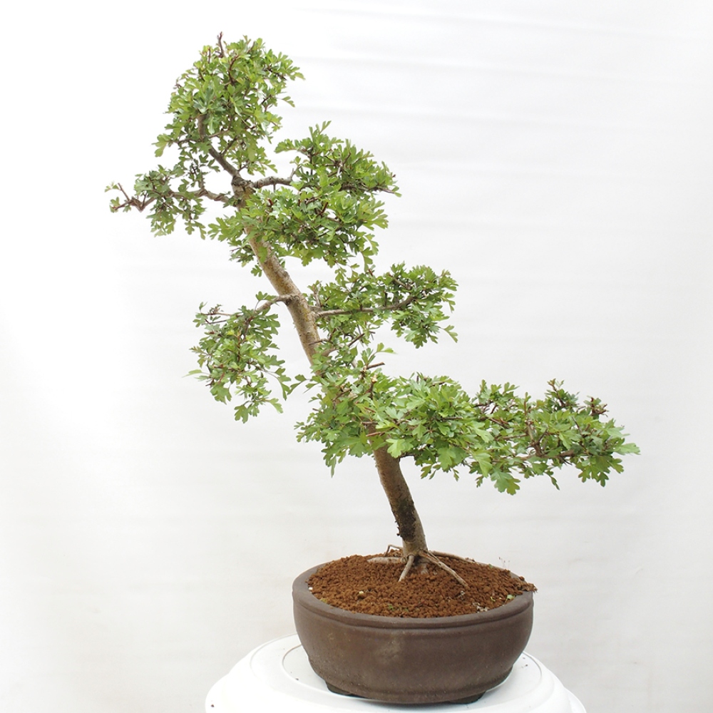 Venkovní bonsai - Hloh - Crataegus monogyna