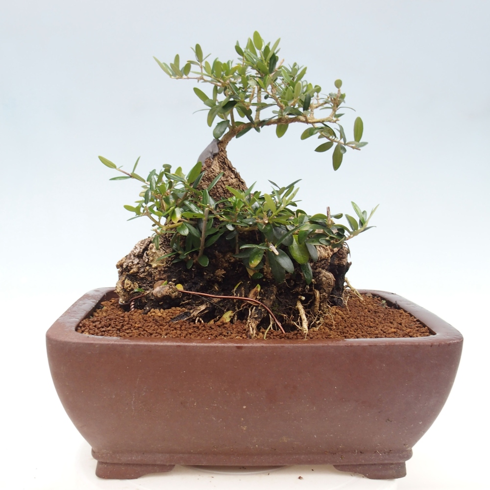 Pokojová bonsai - Olea europaea sylvestris -Oliva evropská drobnolistá