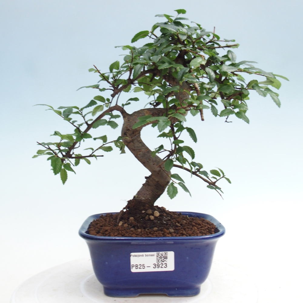 Pokojová bonsai - Ulmus parvifolia - Malolistý jilm