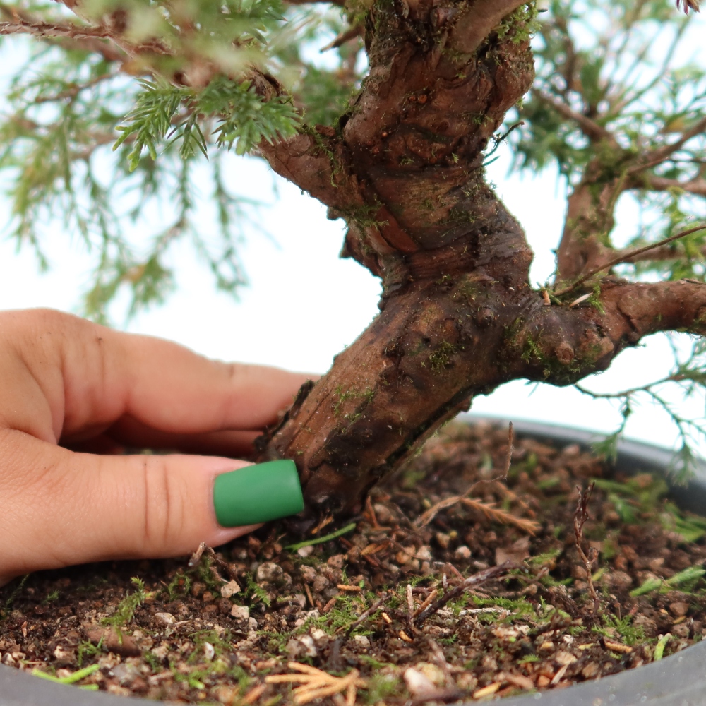 Venkovní bonsai - Juniperus chinensis Itoigawa-Jalovec čínský