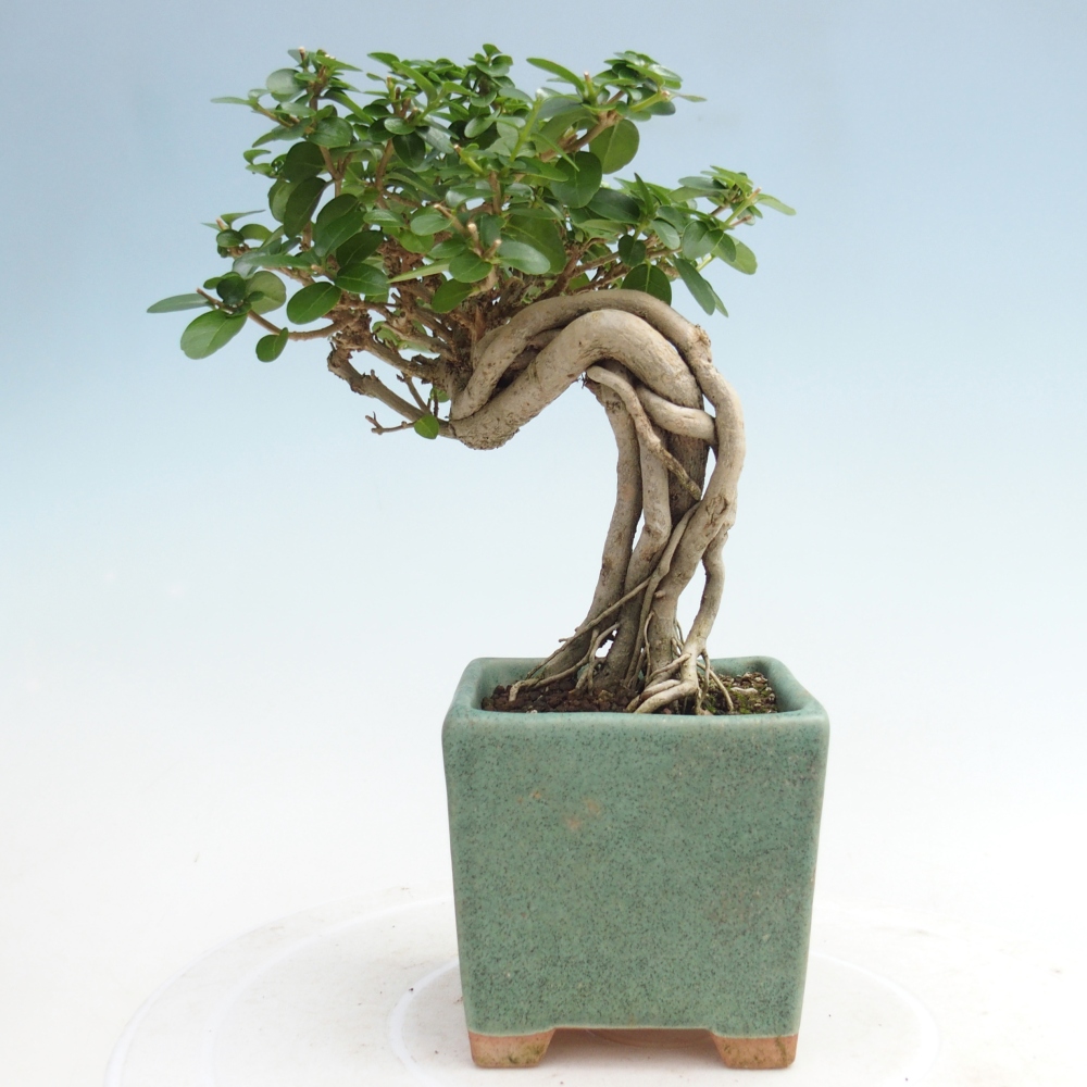 Pokojová bonsai - Premna serratifolia  - Kozlovoň malolistá