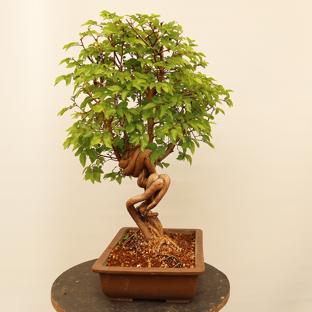 Venkovní bonsai -Carpinus Coreana - Habr korejský