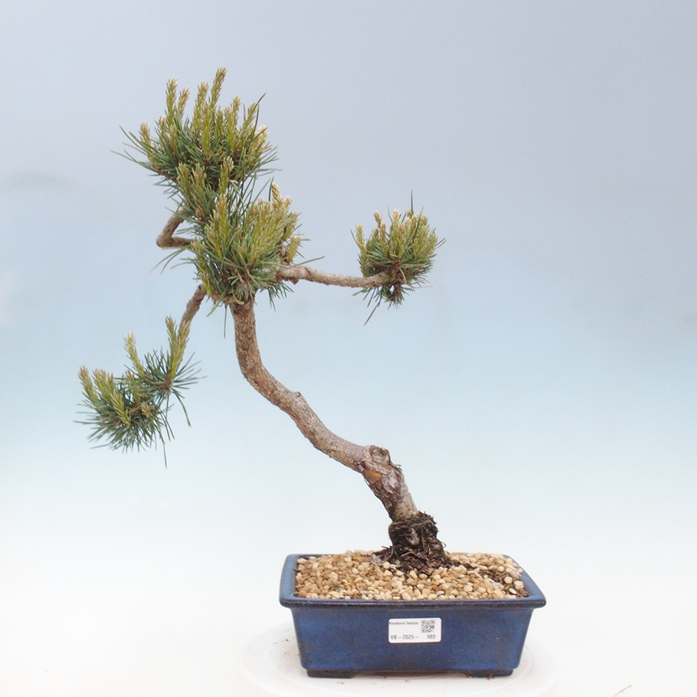 Venkovní bonsai - Pinus Sylvestris Watererri - Borovice lesní