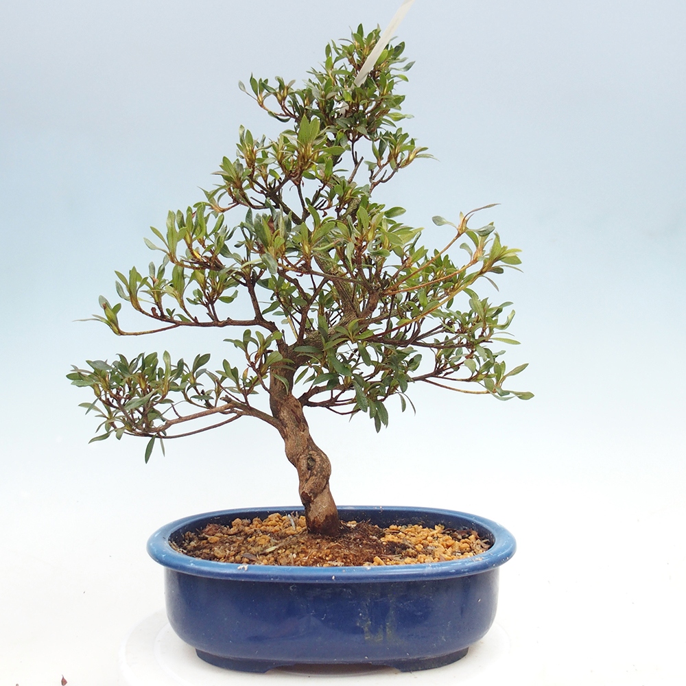 Venkovní bonsai - Japonská azalka - Azalea CHIHIRO