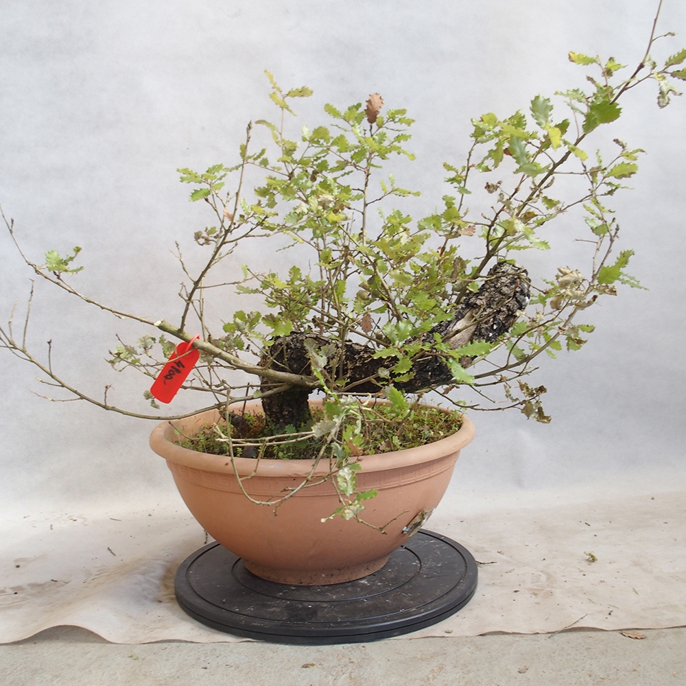 Venkovní bonsai Quercus Cerris - Dub Cer