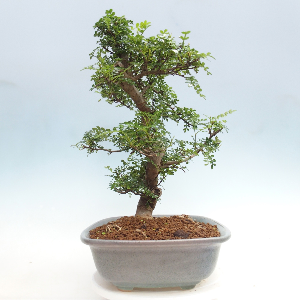Pokojová bonsai - Zantoxylum piperitum - pepřovník
