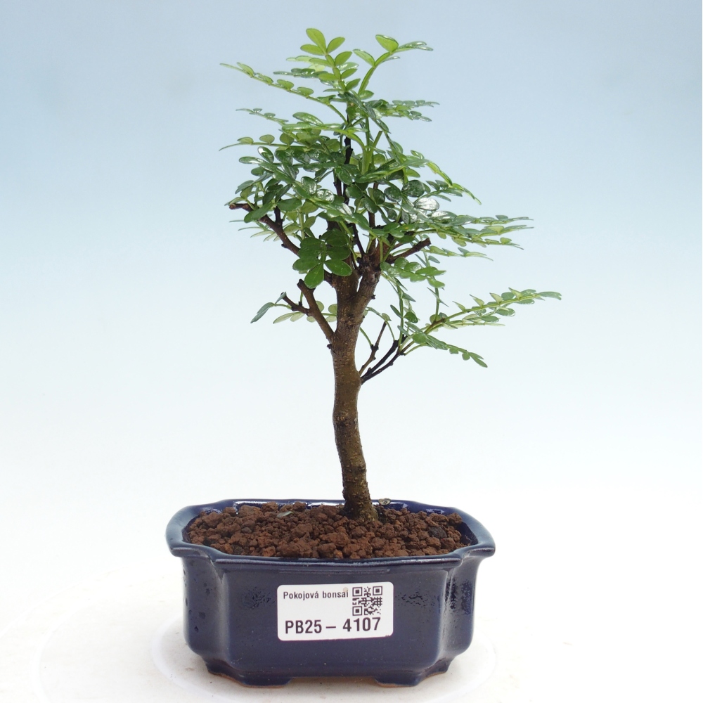 Pokojová bonsai - Zantoxylum piperitum - Pepřovník 